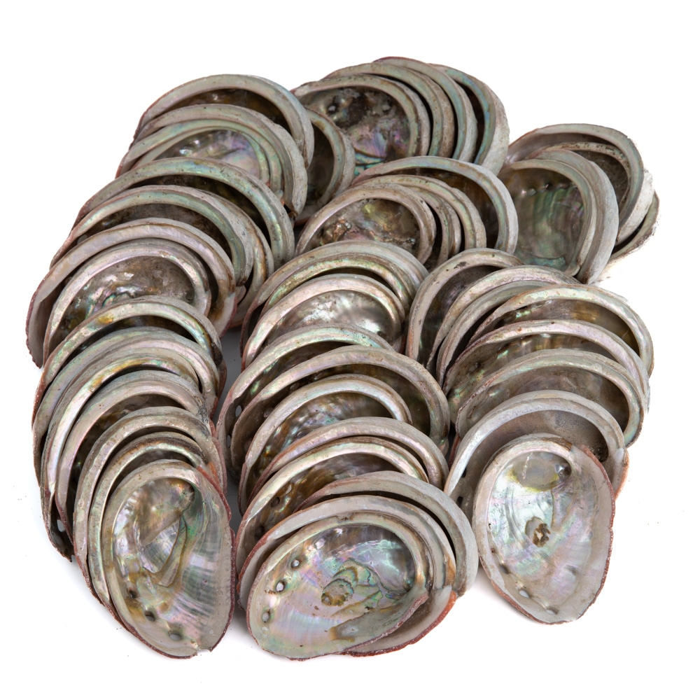 Abalone Muscheln aus Chile 50 bis 100 mm Großverpackung Palette